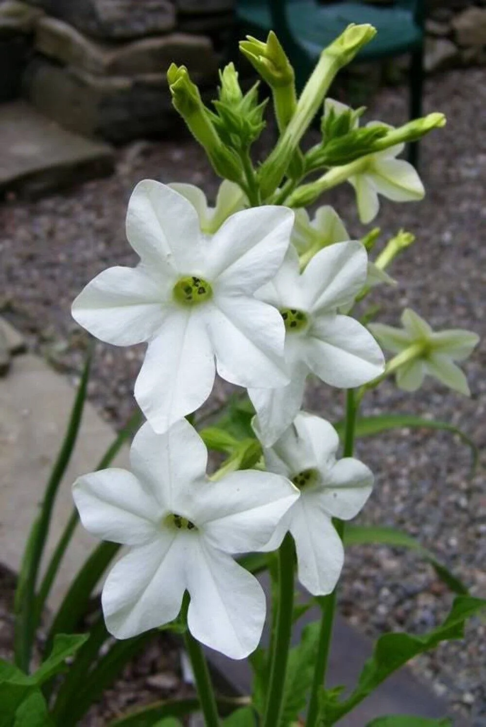 100 WHITE NICOTIANA Flowering TOBACCO Nicotiana Alata Seeds
