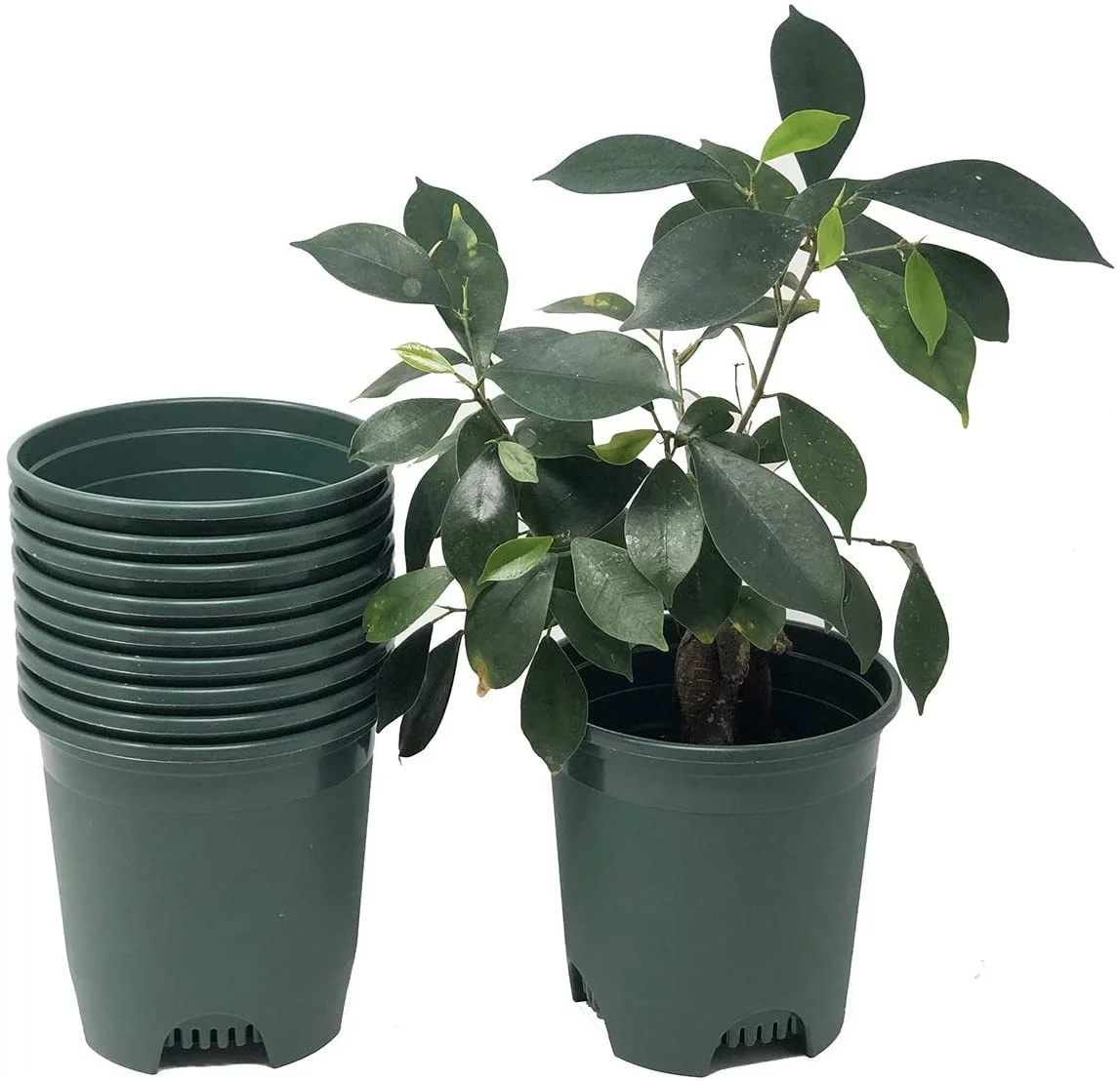 Cotta Planters 4.5 Inch Plastic Nursery Planters, Pot Liners 10-Pack 0.5 Gallon Green