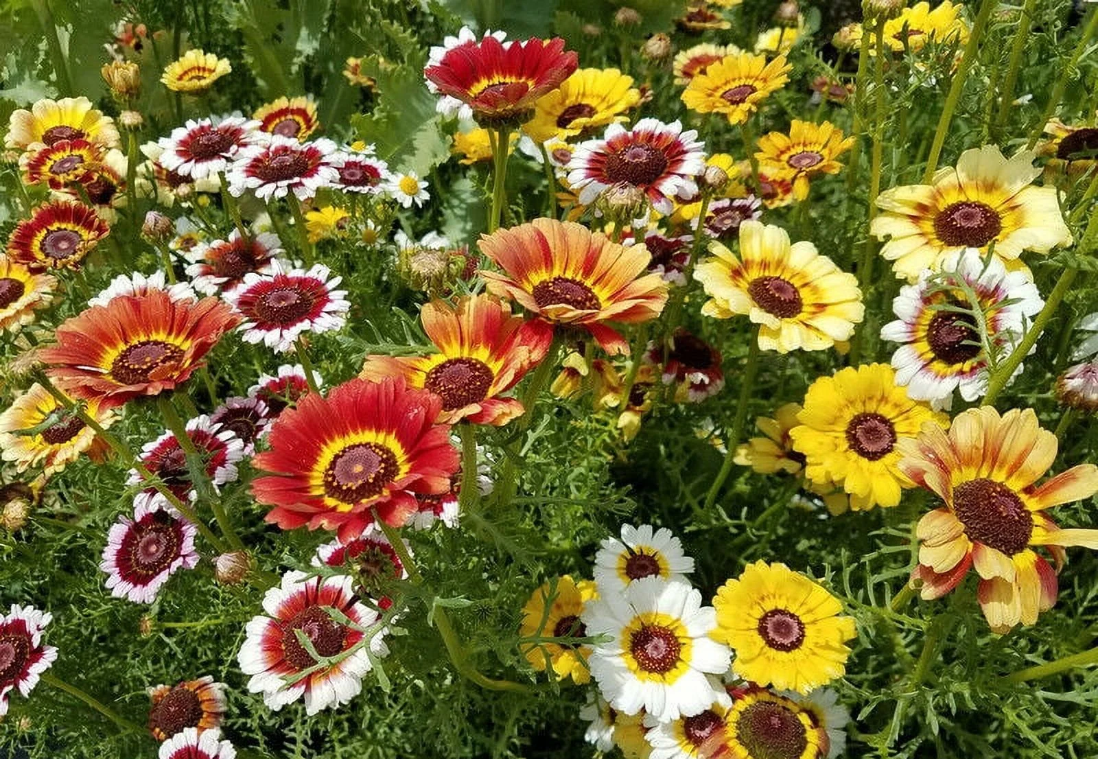 Painted Daisy, 100+ Seeds, Beautiful Mulit Colored Blooms.
