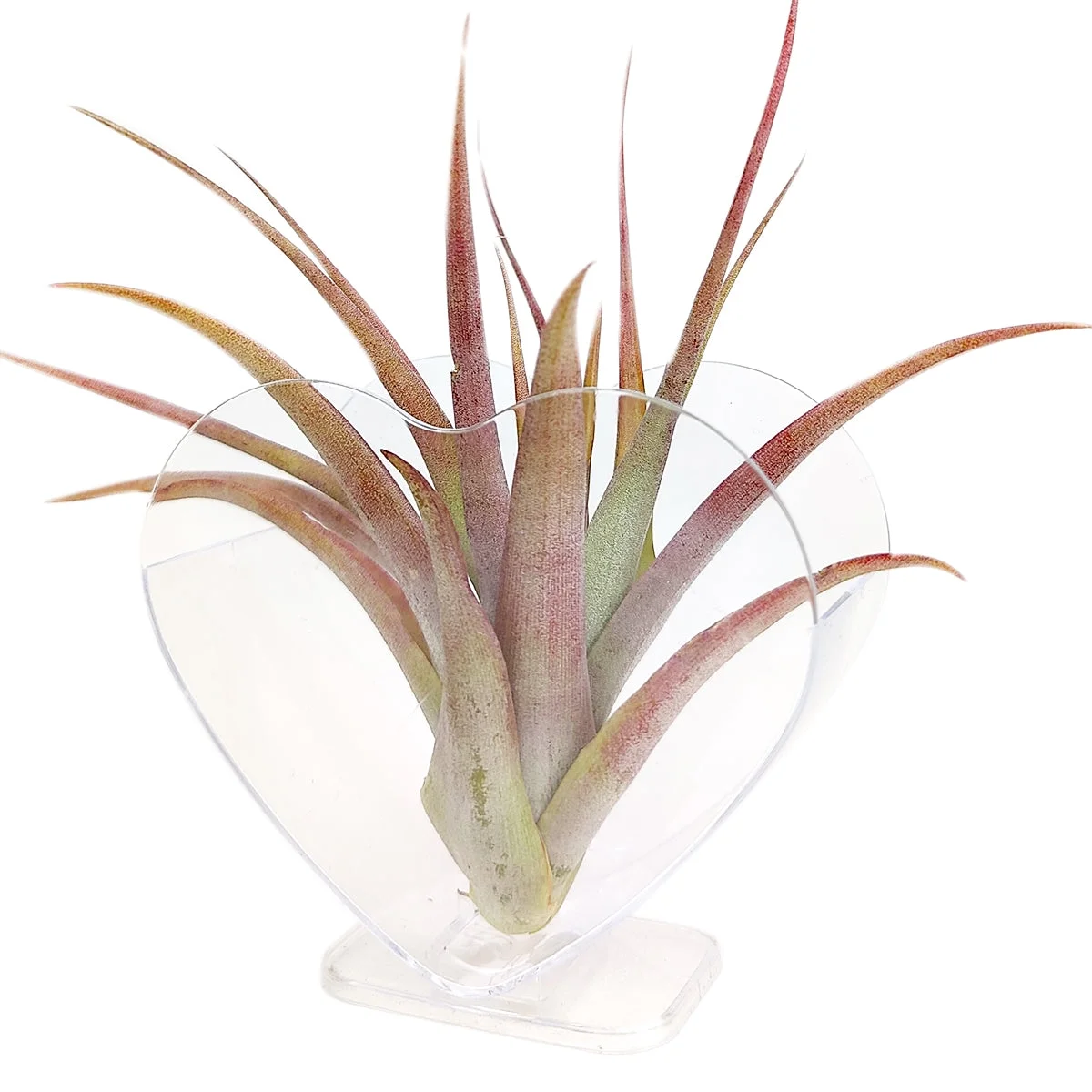 2.95 inch White Plastic Heart-Shaped Air Plant Holder - Air Planter Container with Stand