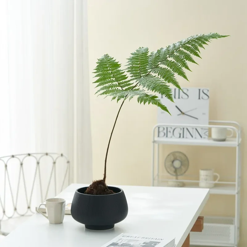 Creative environmental protection simple gardening green plants orchid ceramic flowerpot for phalaenopsis flowerpot