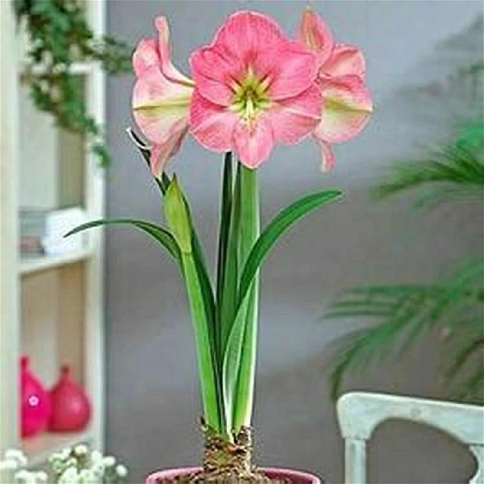 Amaryllis Bulbs, Beautiful Large Flowers,Amaryllis Bulbs For Plant, Bright Flowers,Bright Bulbs, Perennial, Garden Single Flower, Amaryllis Plant, Amaryllis Bulbs,Are A Excellent Choice For Gardeners,