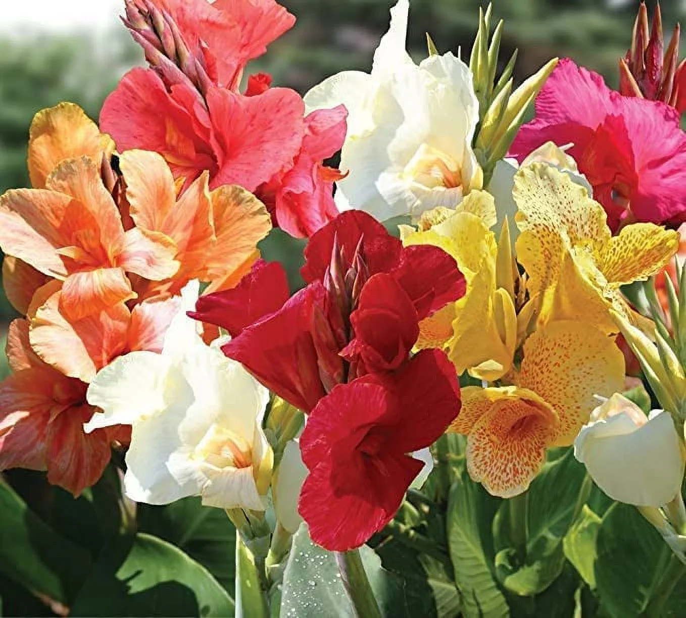 Mixed Tall Canna Lily Value Bag - Assorted Canna Lilies Red, Yellow, Pink (18 Bulbs)