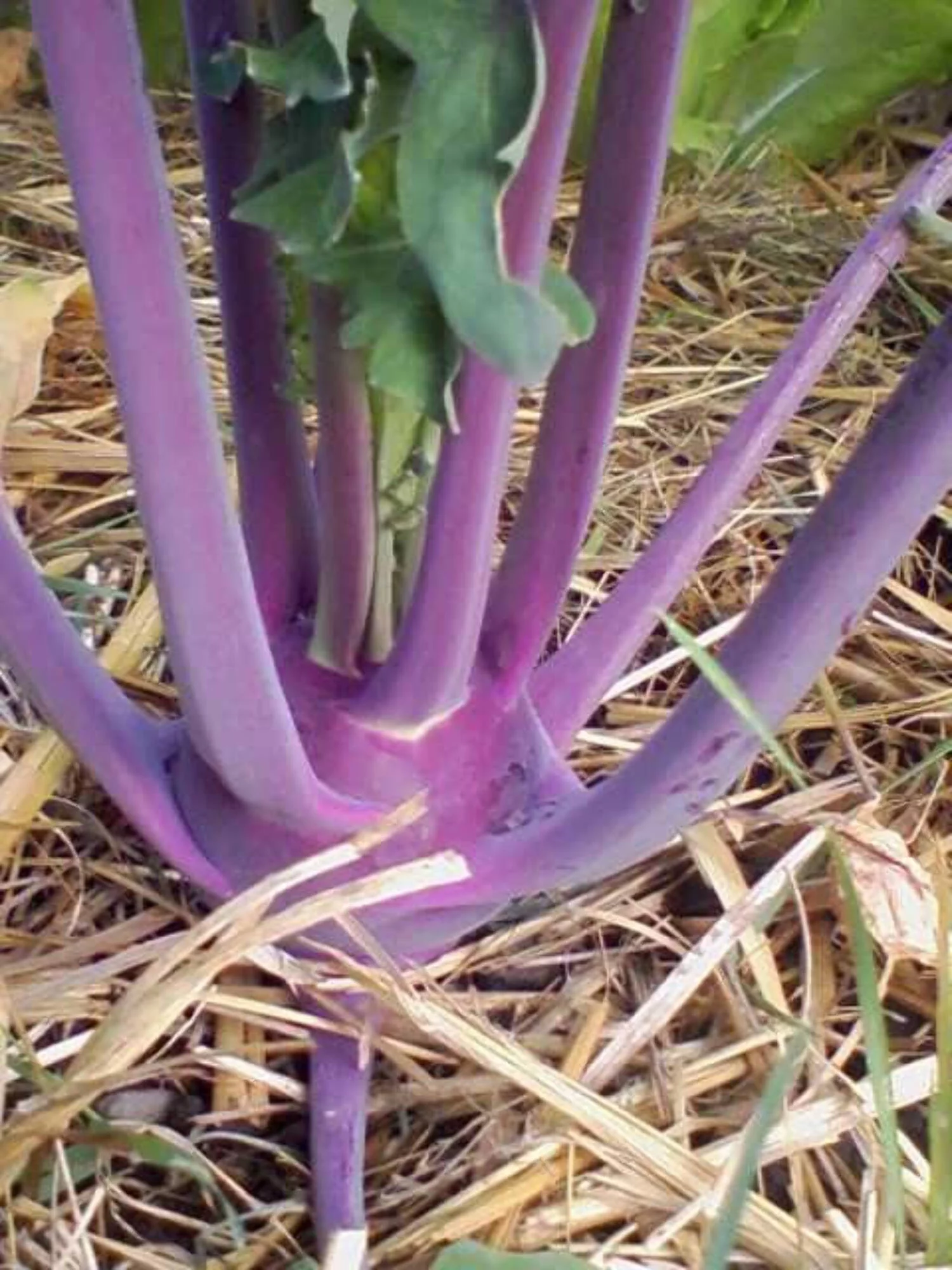 2000 Seeds PURPLE VIENNA KOHLRABI Brassica Oleracea Gongylodes Vegetable Seeds