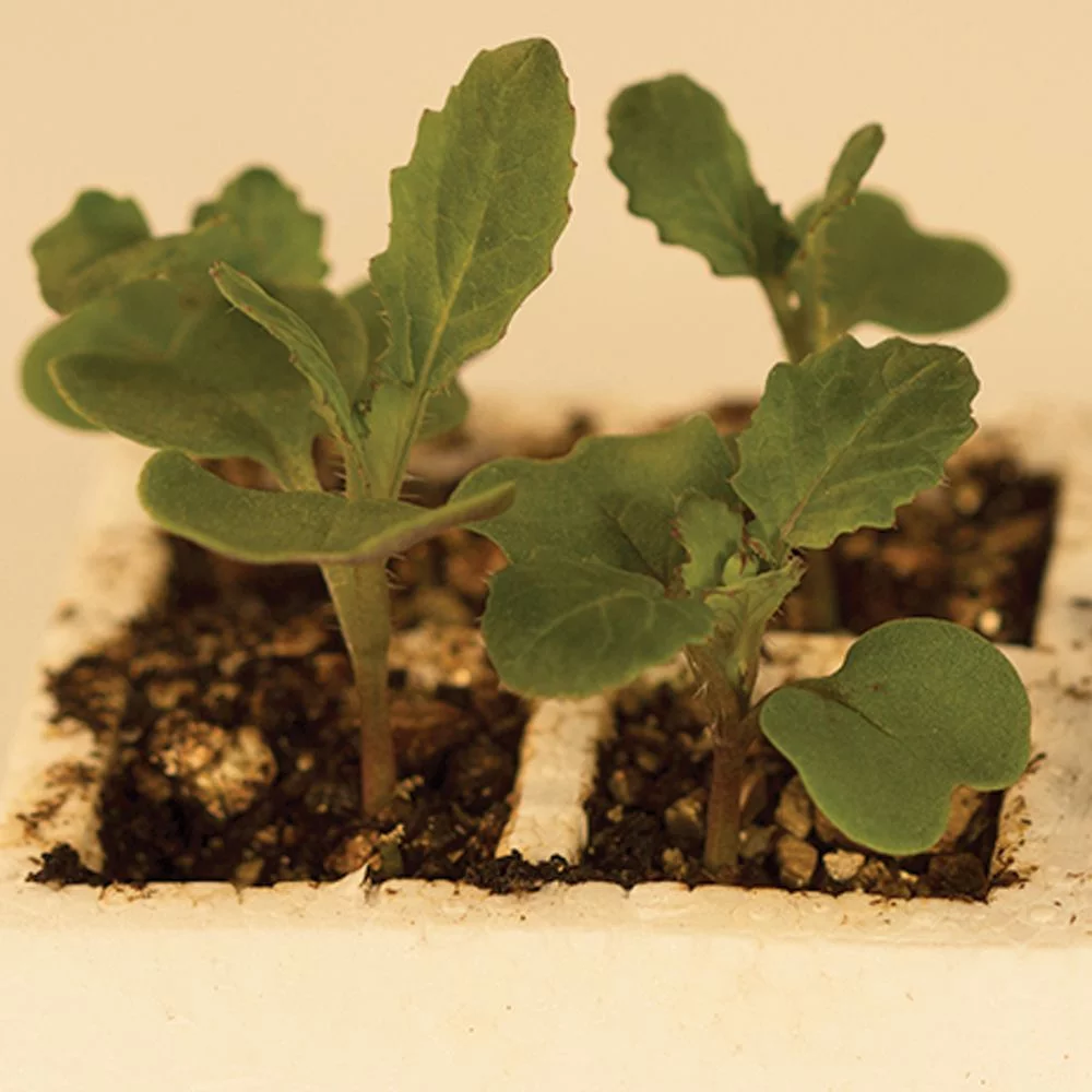 Wisconsin Fast Plants Standard Seed, Pack Of 50