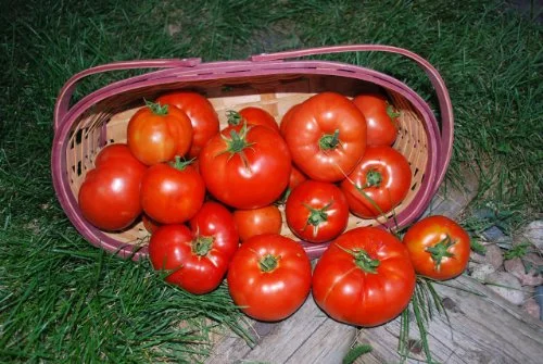 Clovers Garden Big Beef Tomato Plant- Two (2) Live Plants – NOT Seeds – in 3.5 Inch Pot