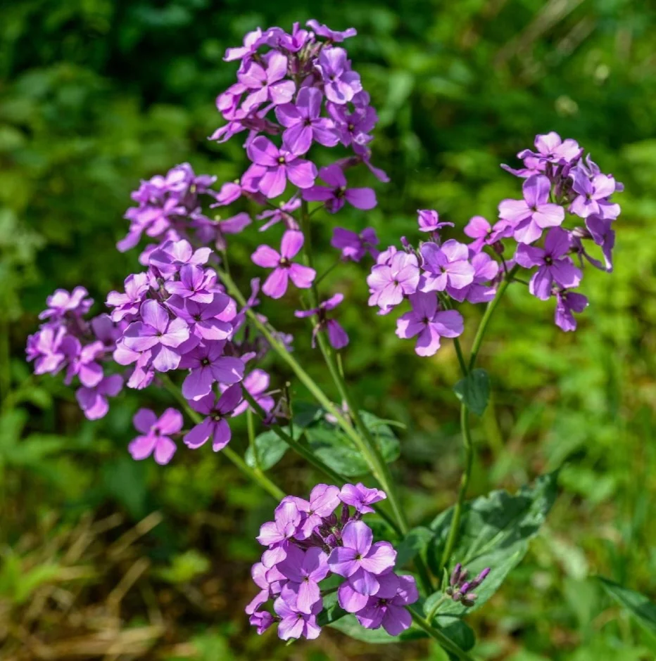 500 Seeds Dame's Rocket Seeds - Violet -Perennial - Free Shipping