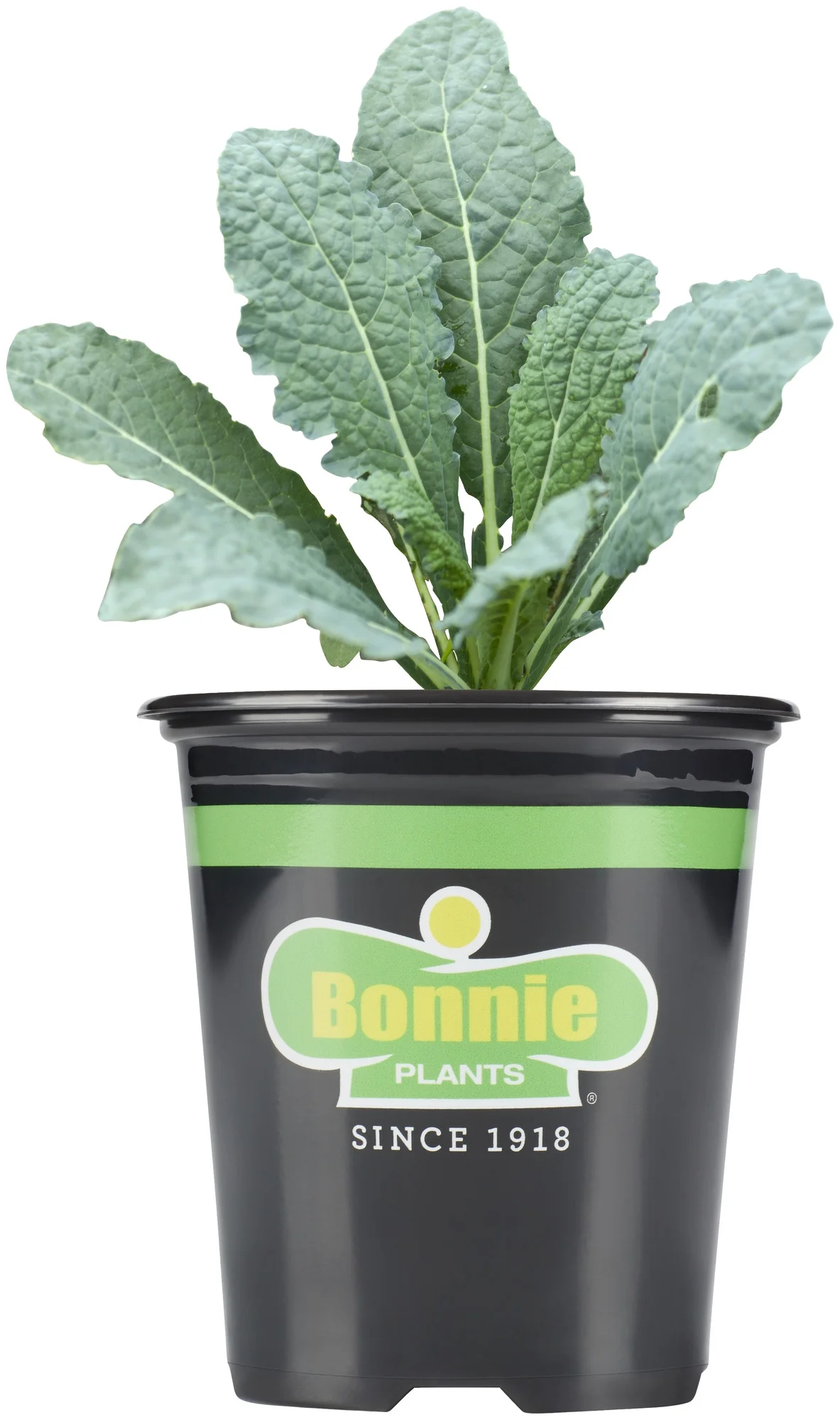 Bonnie Plants Lacinato Kale 25 oz. 4.5-inch