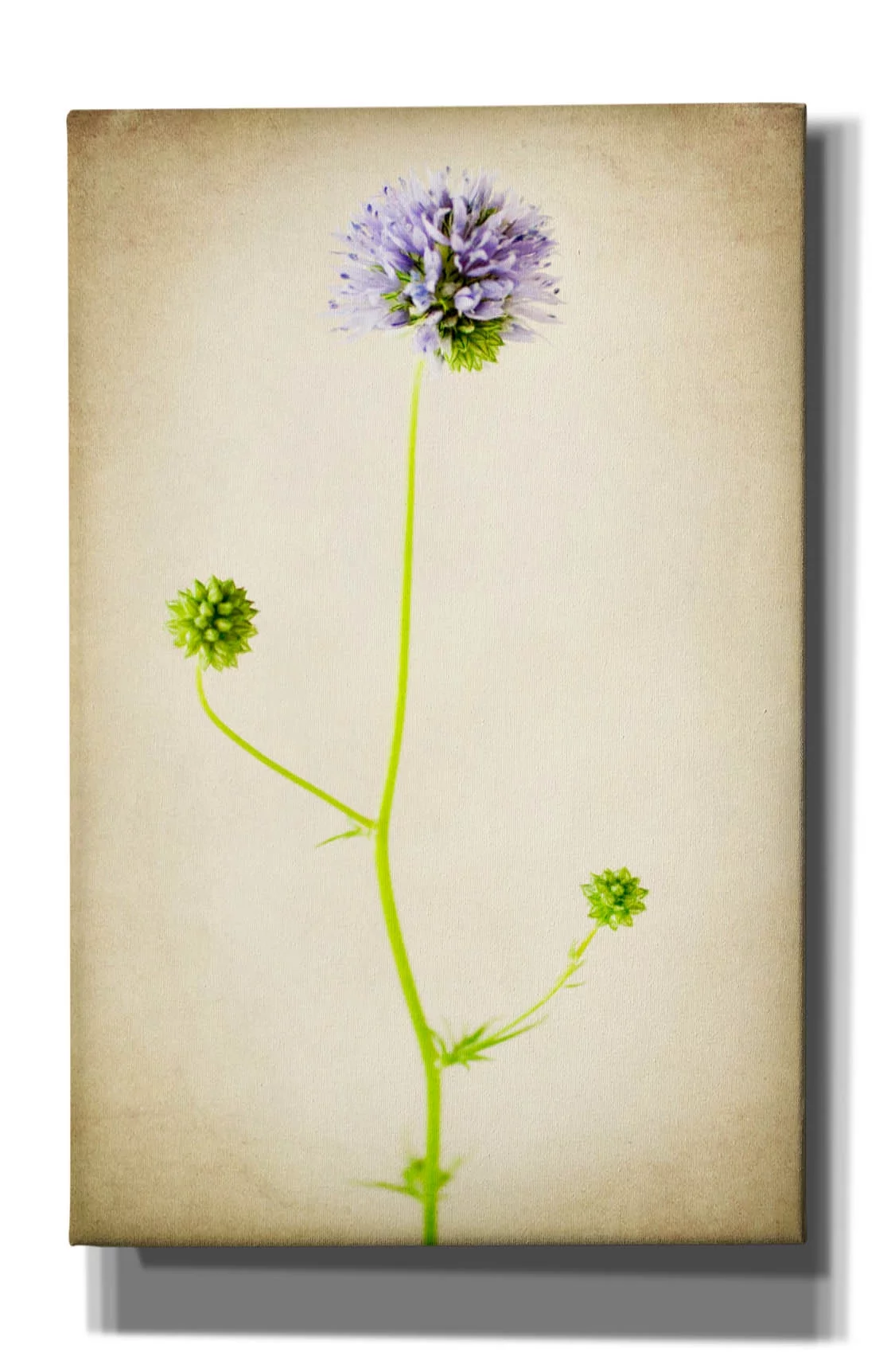 Epic Graffiti 'Globe Gilia' by Jessica Rogers, Canvas Wall Art, 26