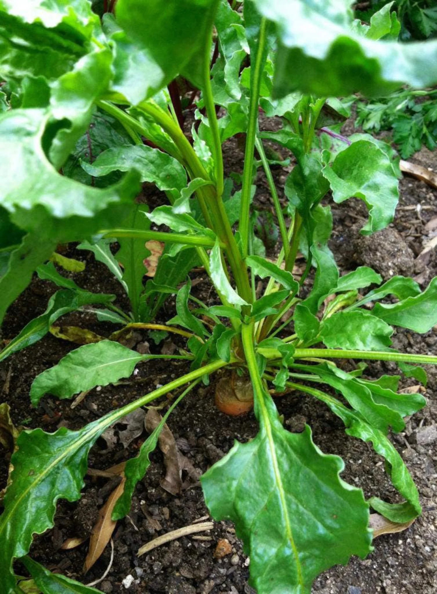 30 BURPEE'S GOLDEN BEET Beta Vulgaris Yellow Root Vegetable Seeds