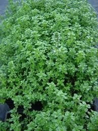 Clovers Garden English Thyme Plant– Two (2) Live Plants – Not Seeds –Each 4