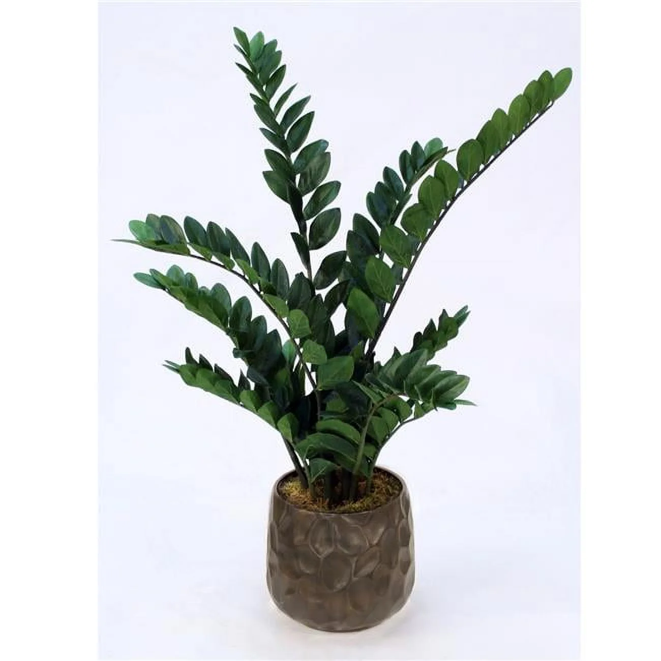 Disttive Designs 2650K Unisex ZZ Plant in Large Bronze Gabi Pot - Green