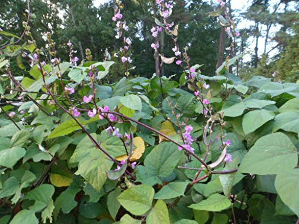 Asian Hyacinth Bean Sheem Papdi Purplish Green1 0 Seeds (Edible Beans)