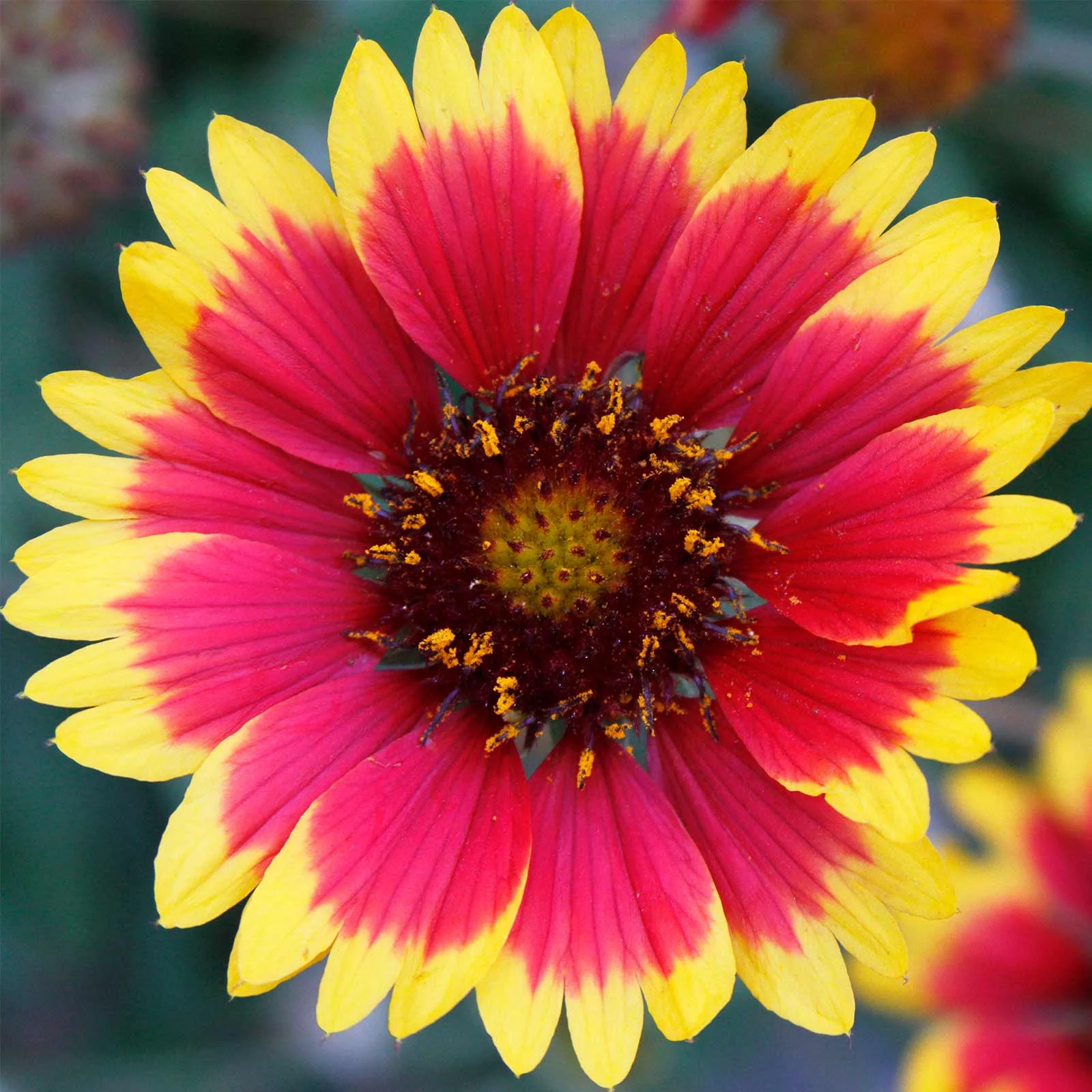 Blanket Flower Gaillardia Wildflower Seeds - 1 Oz - Perennial Wild Flower Garden Seeds - Gaillardia aristata