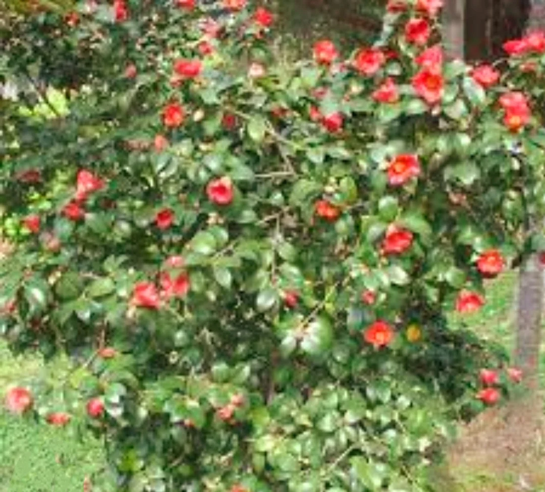 25 Camellia Seeds Camellia sinensis Chinese Green Tea Seeds Tea Plant Edible Flower