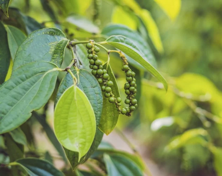 Food to Live, Whole Black Pepper, 5 Pounds, Kosher, Vegan