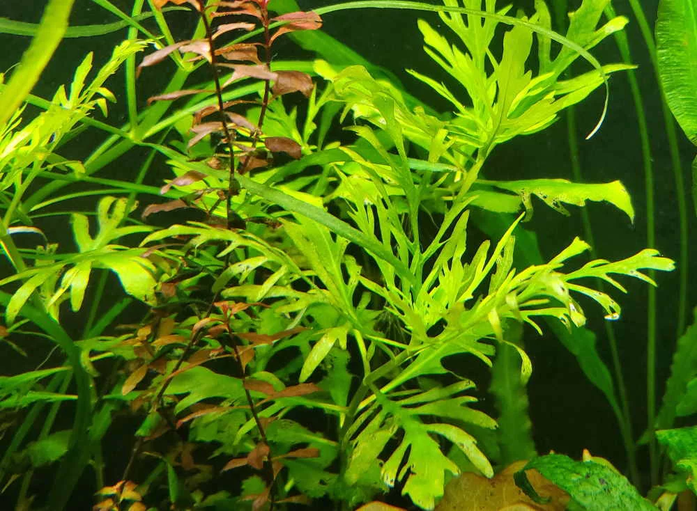 Water Sprite (Indian Fern) Large Live Aquarium Plants