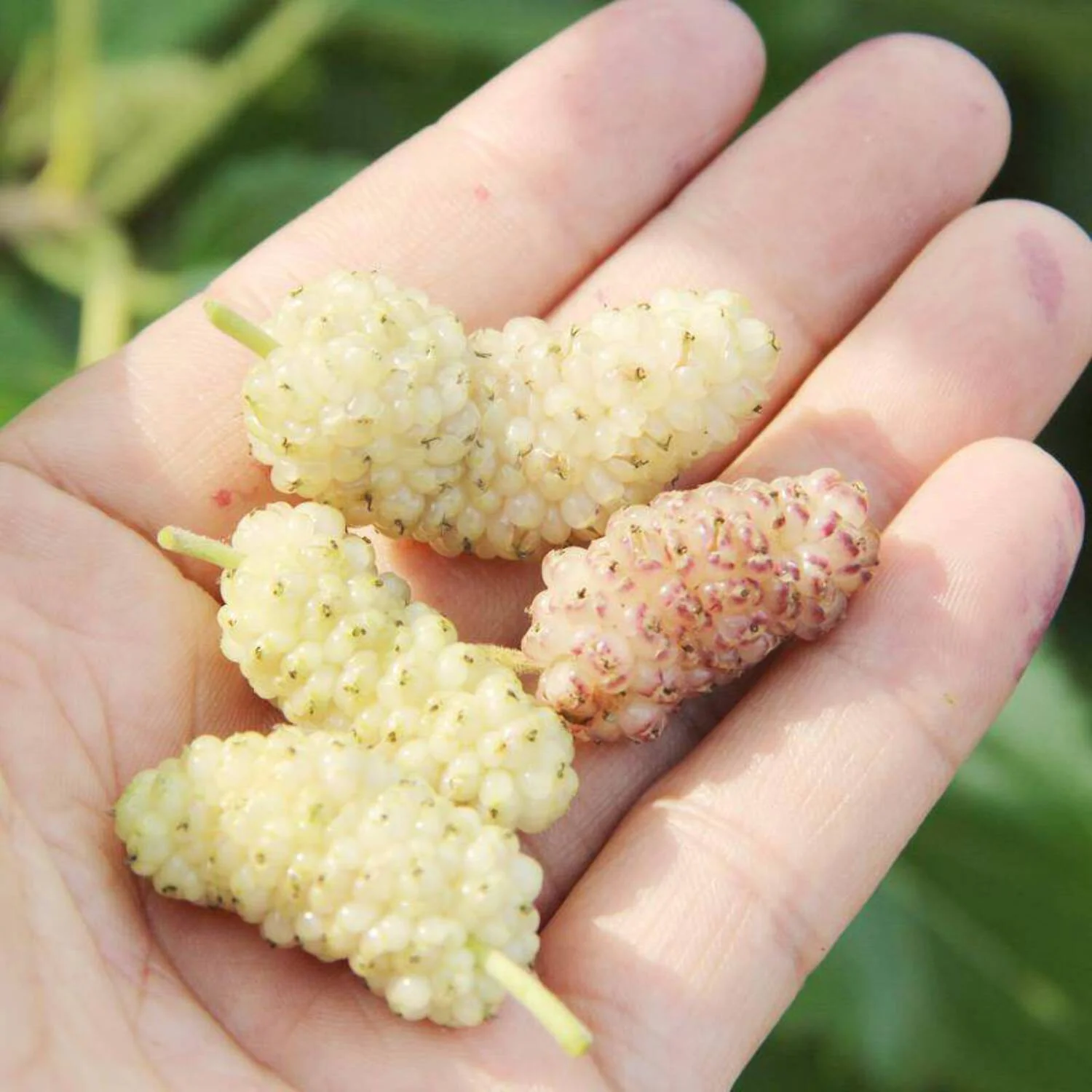 King Mulberry/Shatoot Mulberry