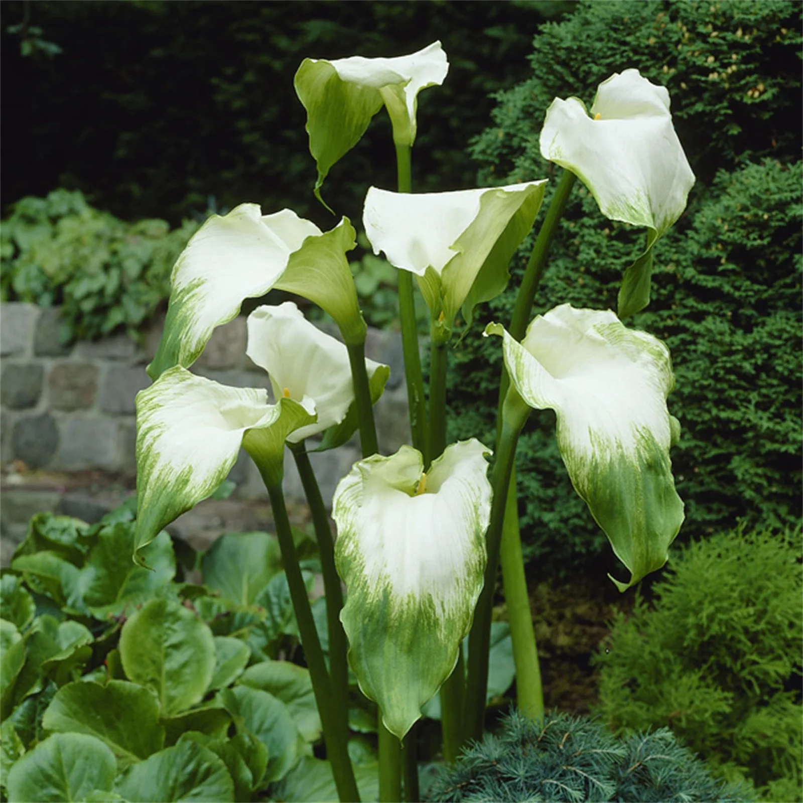 Calla Lily Bulbs, Bulb Flowers,Calla Lily Plant , Calla Lily Bulbs, Suitable For Flower Arrangements, Easy To Care For, Calla Lily Bulbs For Planting, The Flowers Are Large Calla Lily Plants,