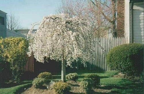 Weeping Cherry Tree 6-12