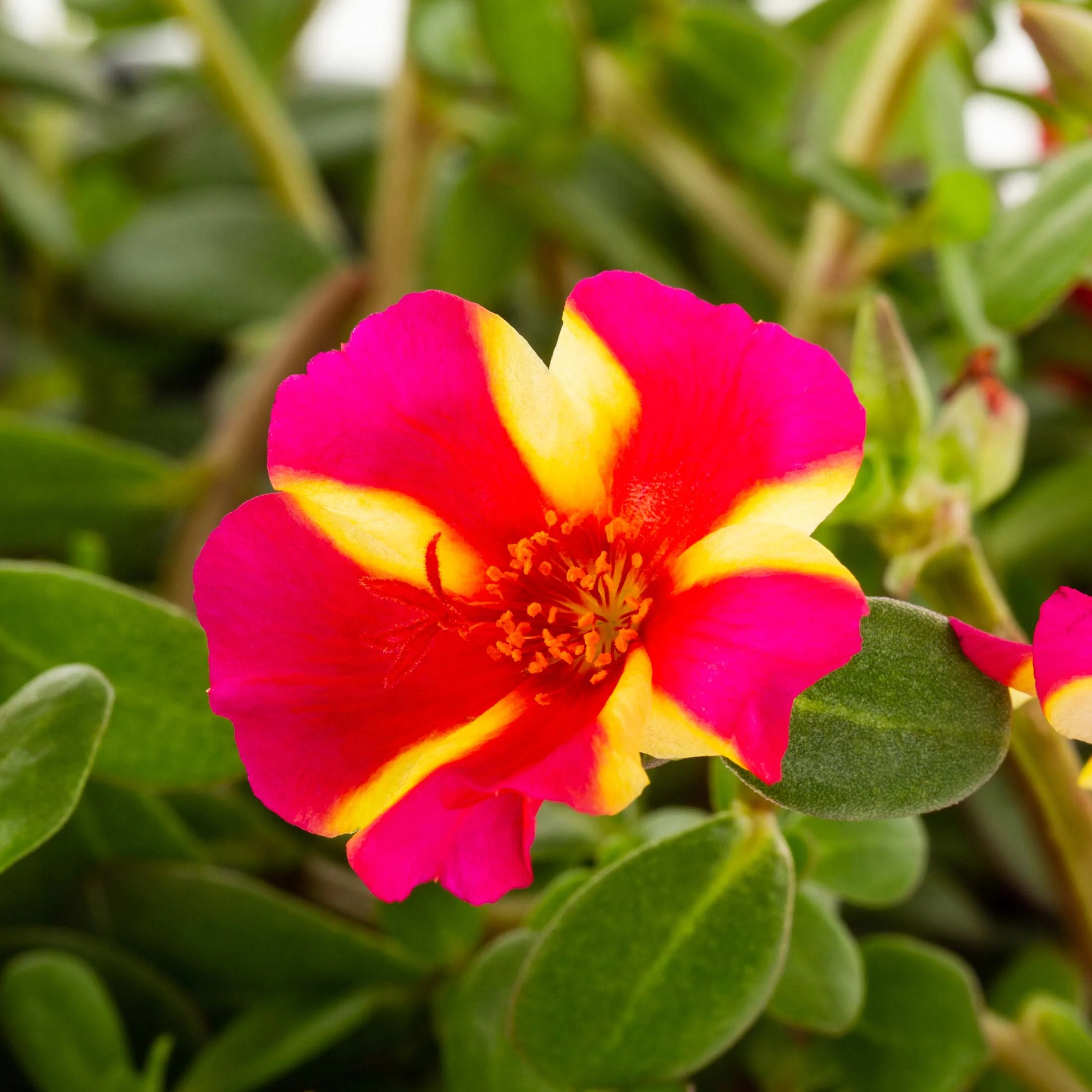 Better Homes & Gardens 2.5QT Multicolor Purslane Live Plants with Grower Pot