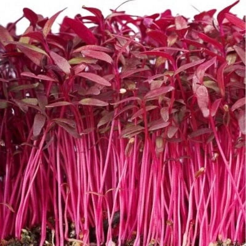 Amaranth Seeds - Red Garnet - 1 Pound -  Vegetable Seeds,  Open Pollinated Seed  Easy to Grow & Maintain, Culinary