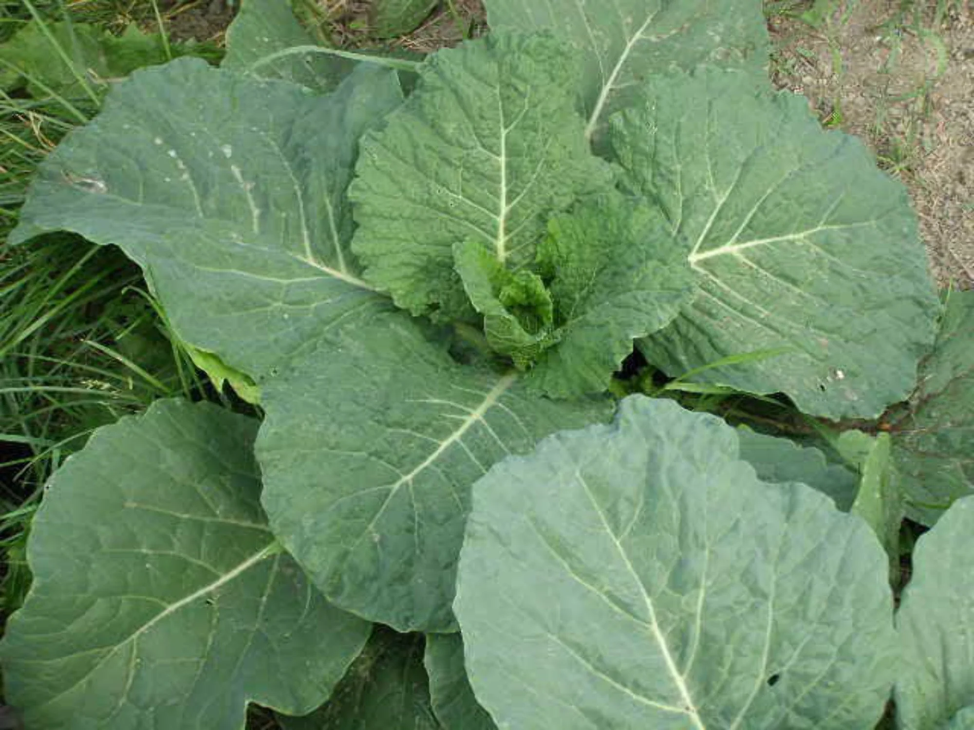 500 Seeds GOLDEN ACRE Early CABBAGE Brassica Oleracea Capitata Vegetable Seeds