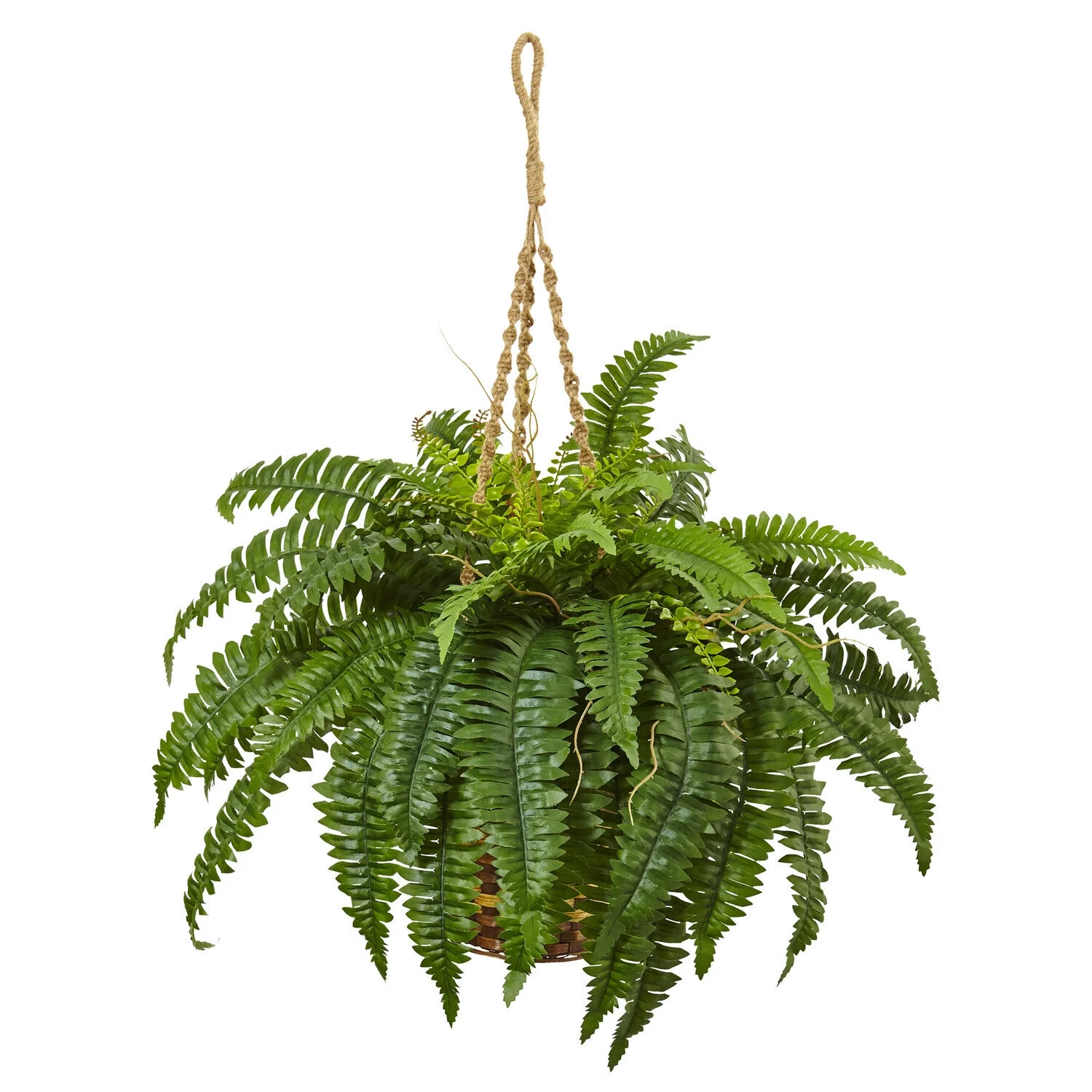 HomeStock City Chic Fern Hanging Basket
