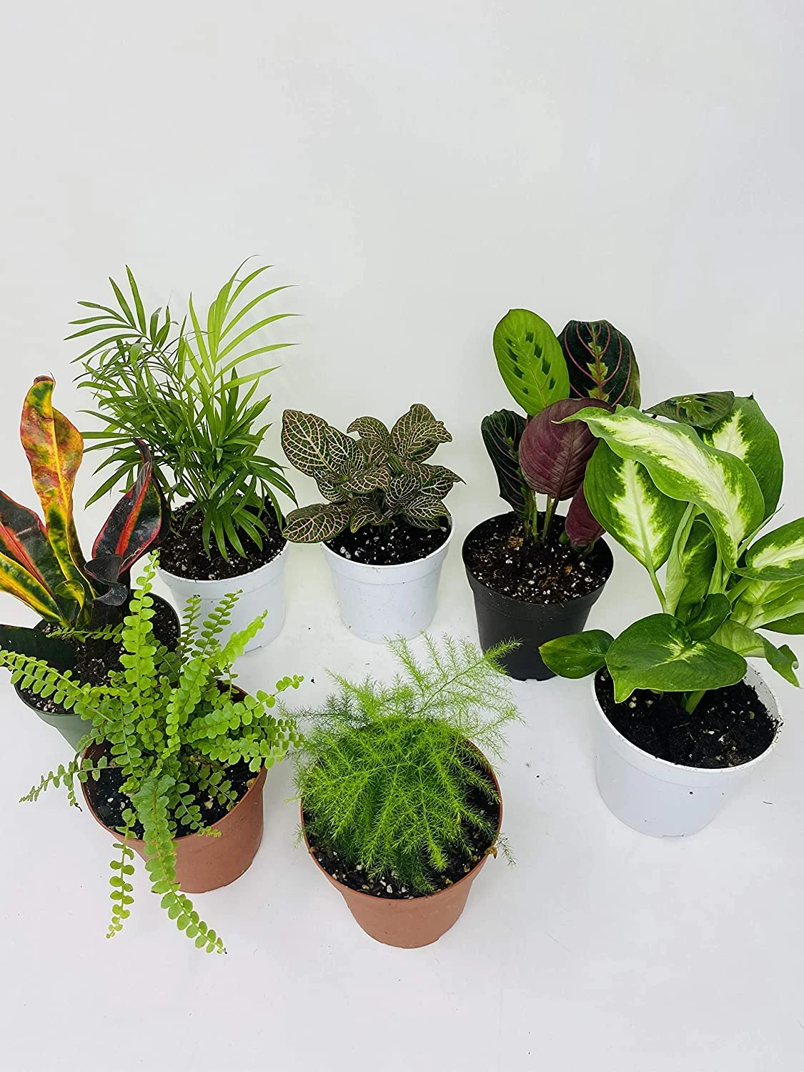 Terrarium & Fairy Garden Plants - 5 Plants in 4