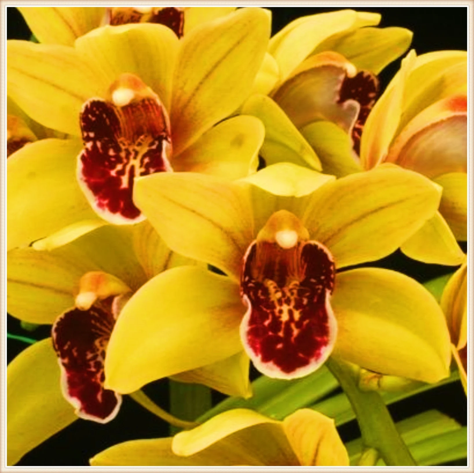 Cymbidium Bulbs Bulk Cymbidium Bulbs For Sale Cymbidium Plants Cymbidium Bulbs For Palting Bonsai Plant