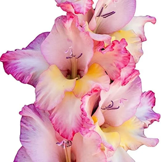 Priscilla Gladiolus Flower Bulbs for Planting in Spring - 14 Bulbs for Spring Planting Outdoor Planters Perennial Flower Priscilla Gladiolus Bulbs