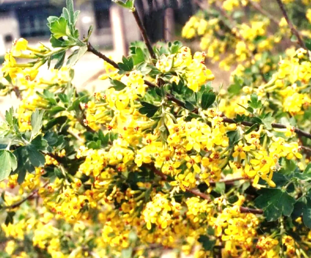 50 Mixed Lilac Seeds Extremely Fragrant Japanese Tree Lilac Shrub Syringa Vulgaris