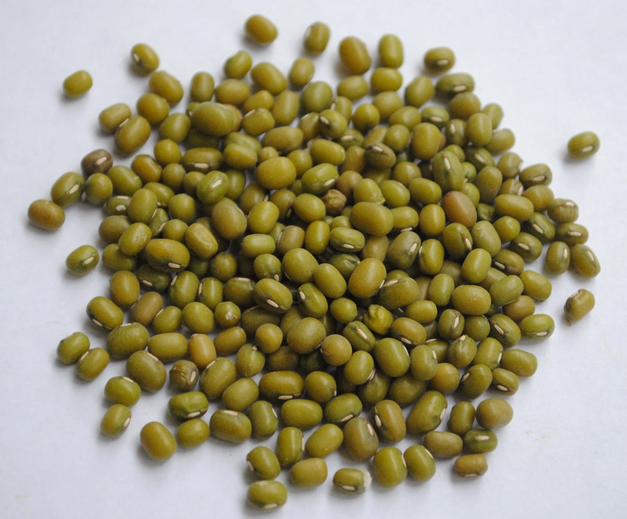 Mung Bean Seeds/ Annual/ Full Sun/2000 Seeds 1/4 Pound/ Zellajake Farm and Garden- C17