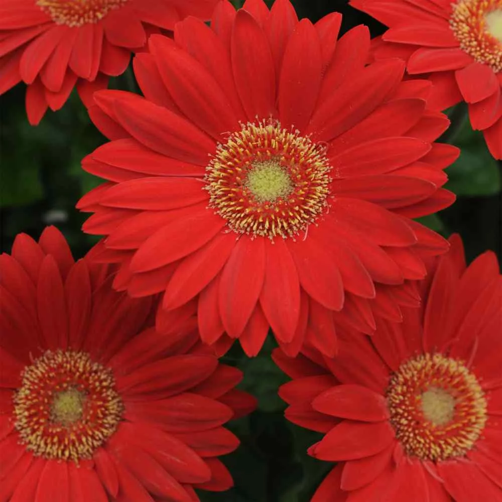 Outsidepride Gerbera Red Shades - 20 seeds