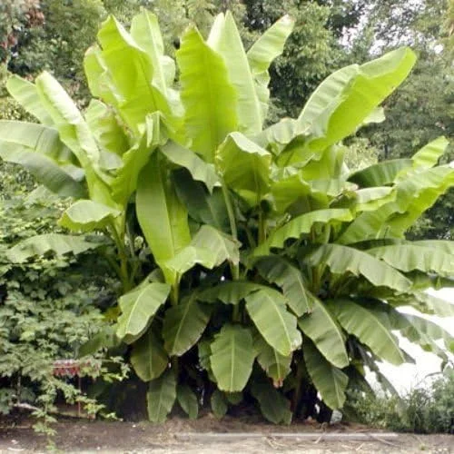 144 Banana Plants Fruit Basjoo Live Four Plant (4) COLD HARDY Garden Outdoor Yard