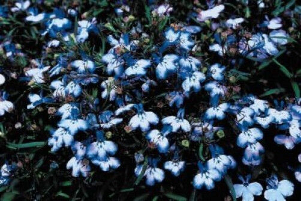 200 BLUE SPLASH LOBELIA REGATTA Blue & White Erinus Flower Seeds *Comb S/H