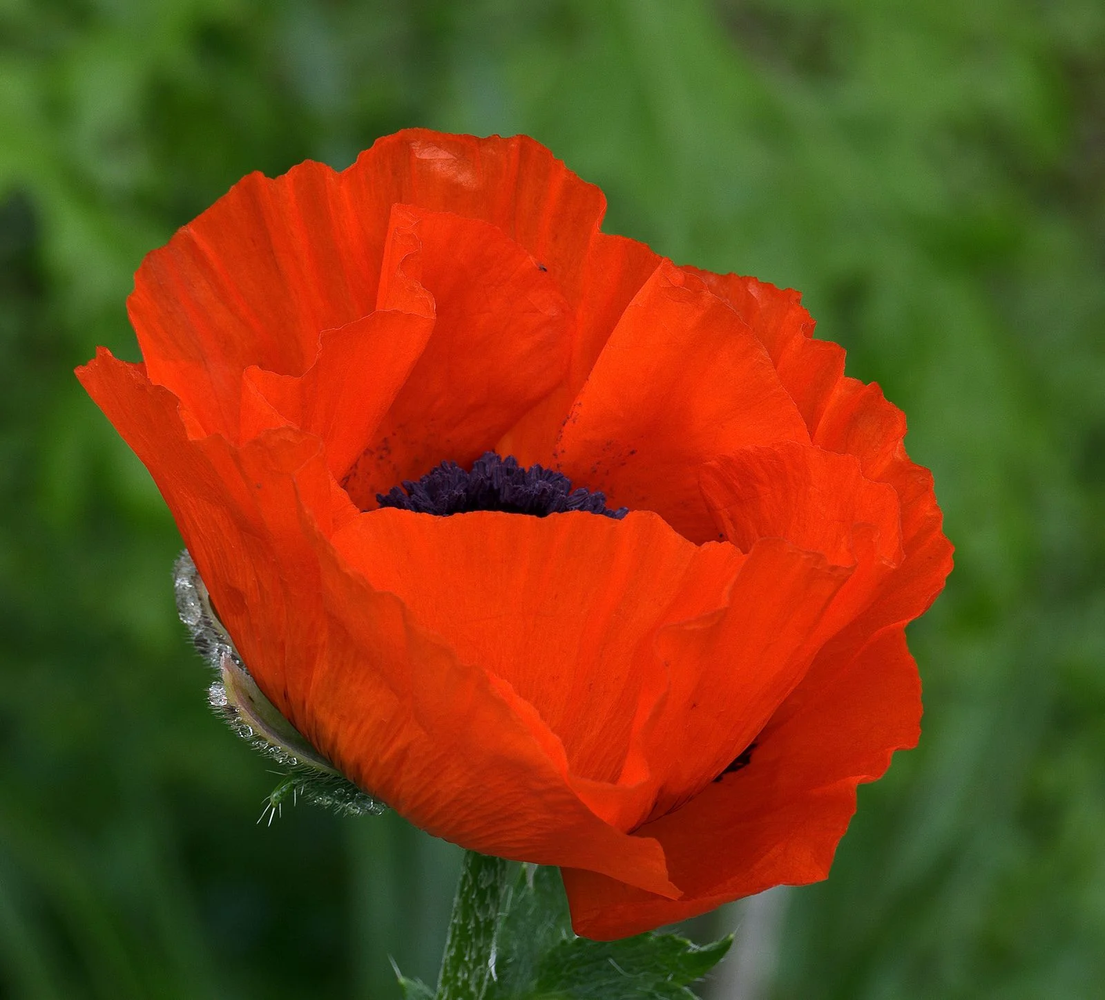 Poppy, Flanders, 100+ Seeds, Stunning Bright Red Flower, Great Poppies