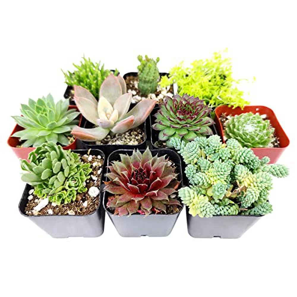Winter Hardy Succulents Pack | Types of Cold-Hardy Succulents | Caring for Succulents in Winter (6 Succulents)