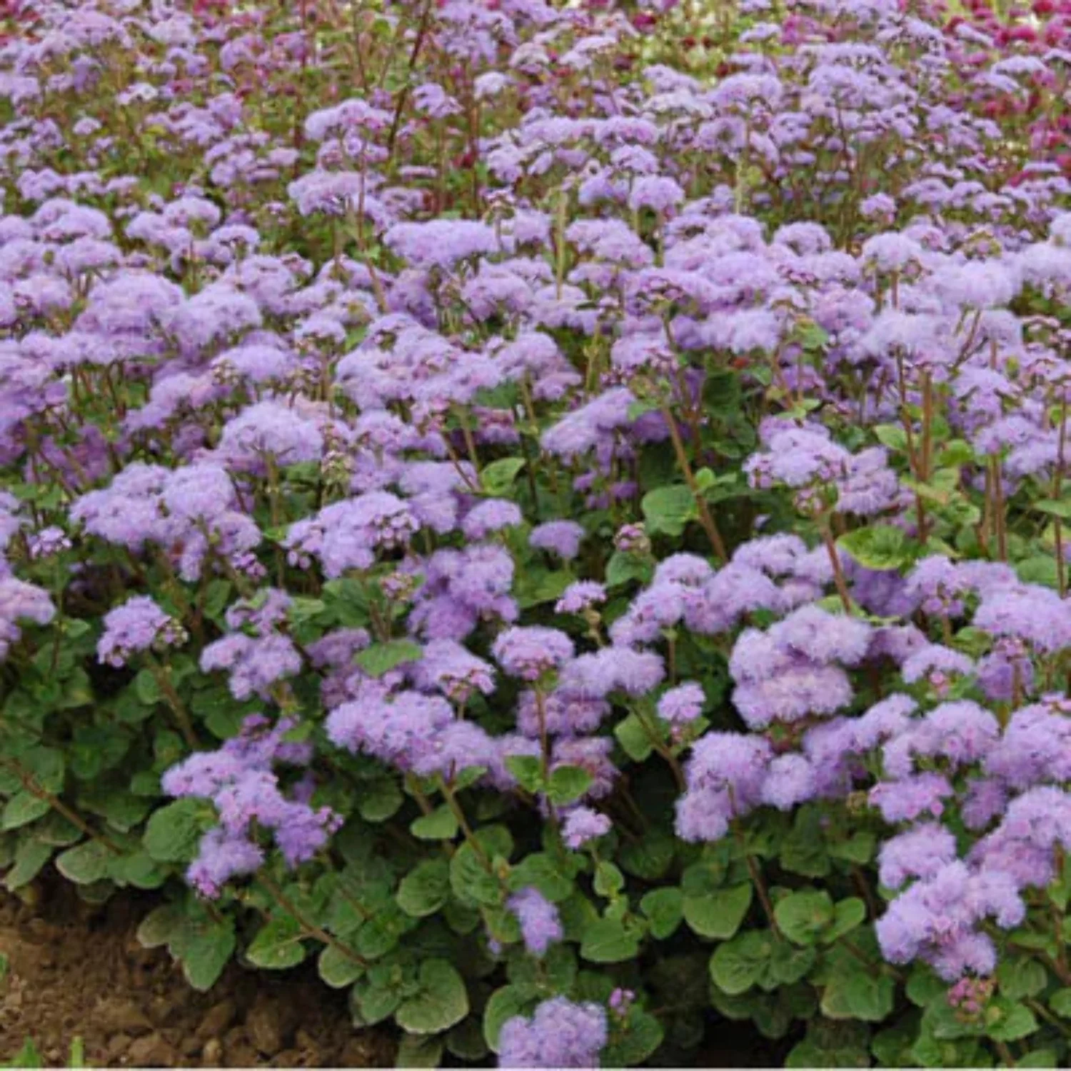 Ageratum Blue Planet F1 Seed