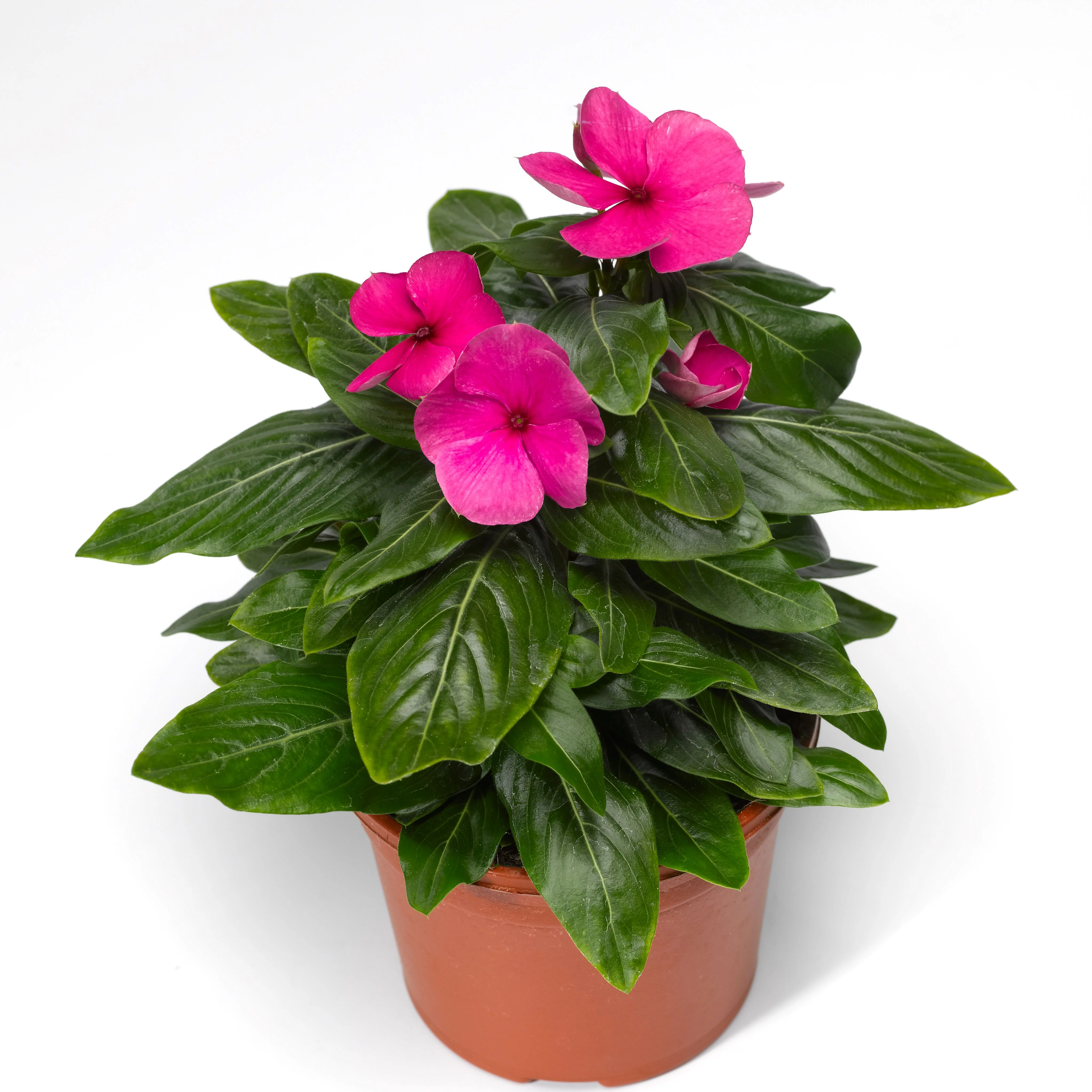 Expert Gardener Brand 1.5 Gallon Vinca Trailing Hanging Basket, Various Colors, Full Sun Annual