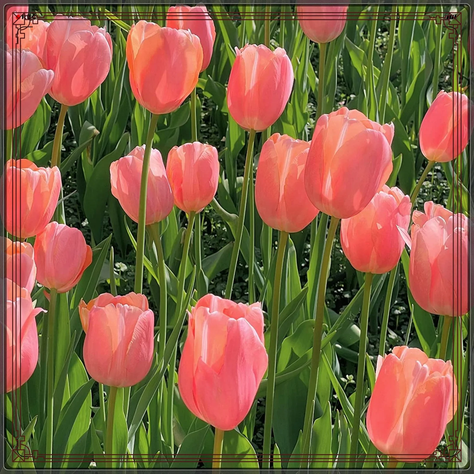 Tulip Bulbs For Planting In Fall Tulip Bulbs For Sale Tulip Flowers Bulbs Bulk Tulip Bulbs Tulip Bulbs For Planting Perennial Garden Flowers