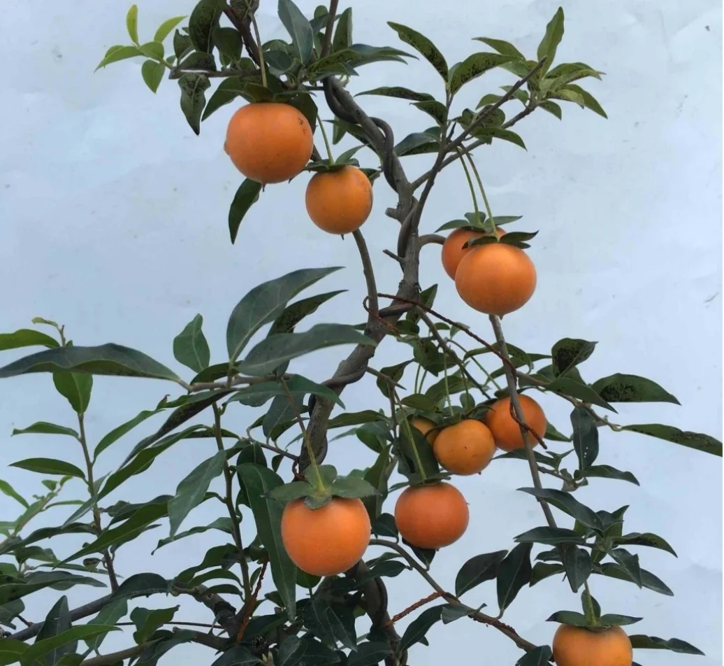 50 Seeds Diospyros cathayensis - Cathay Persimmon , Bonsai