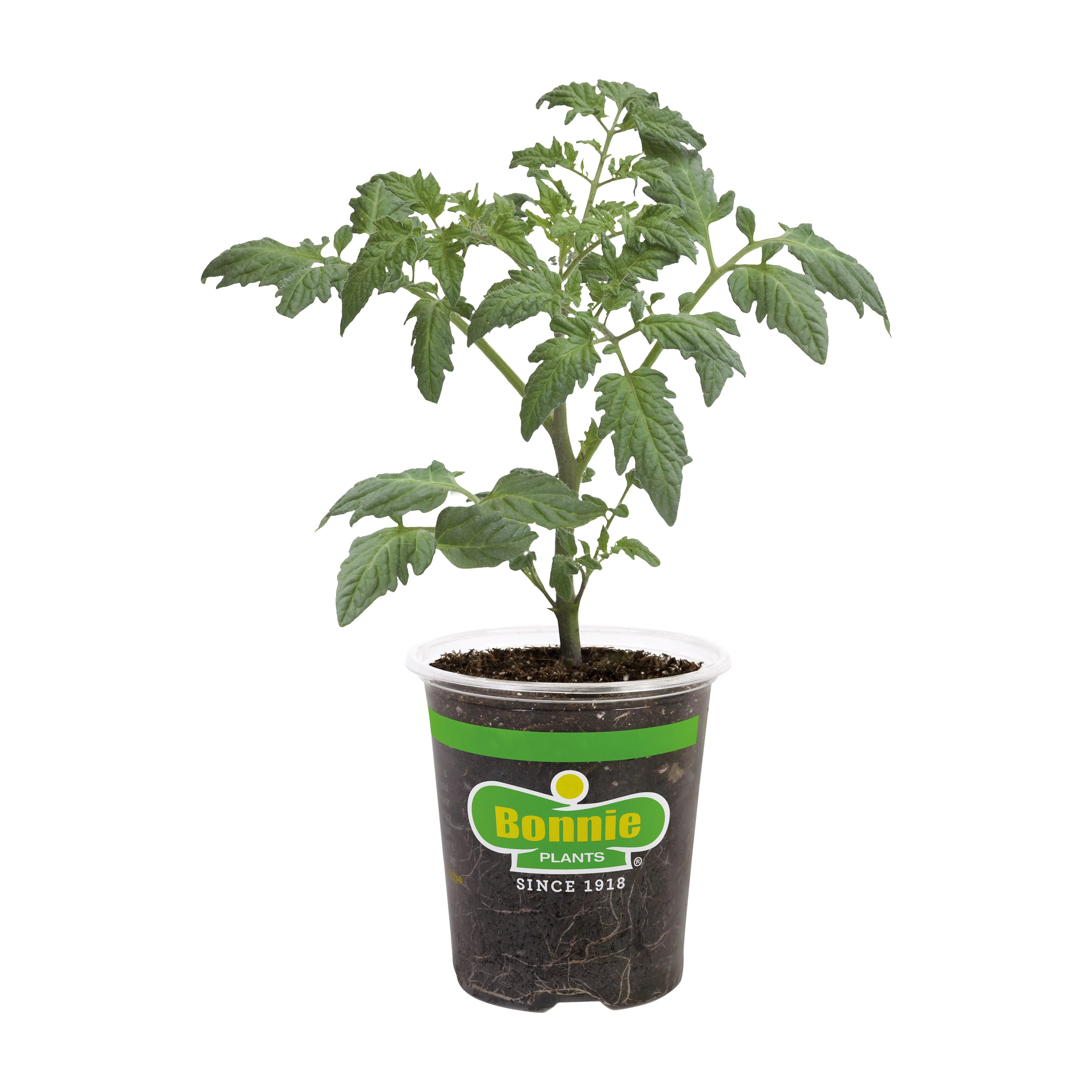 Bonnie Plants Bradley Heirloom Tomato 19.3 oz., Live Plant