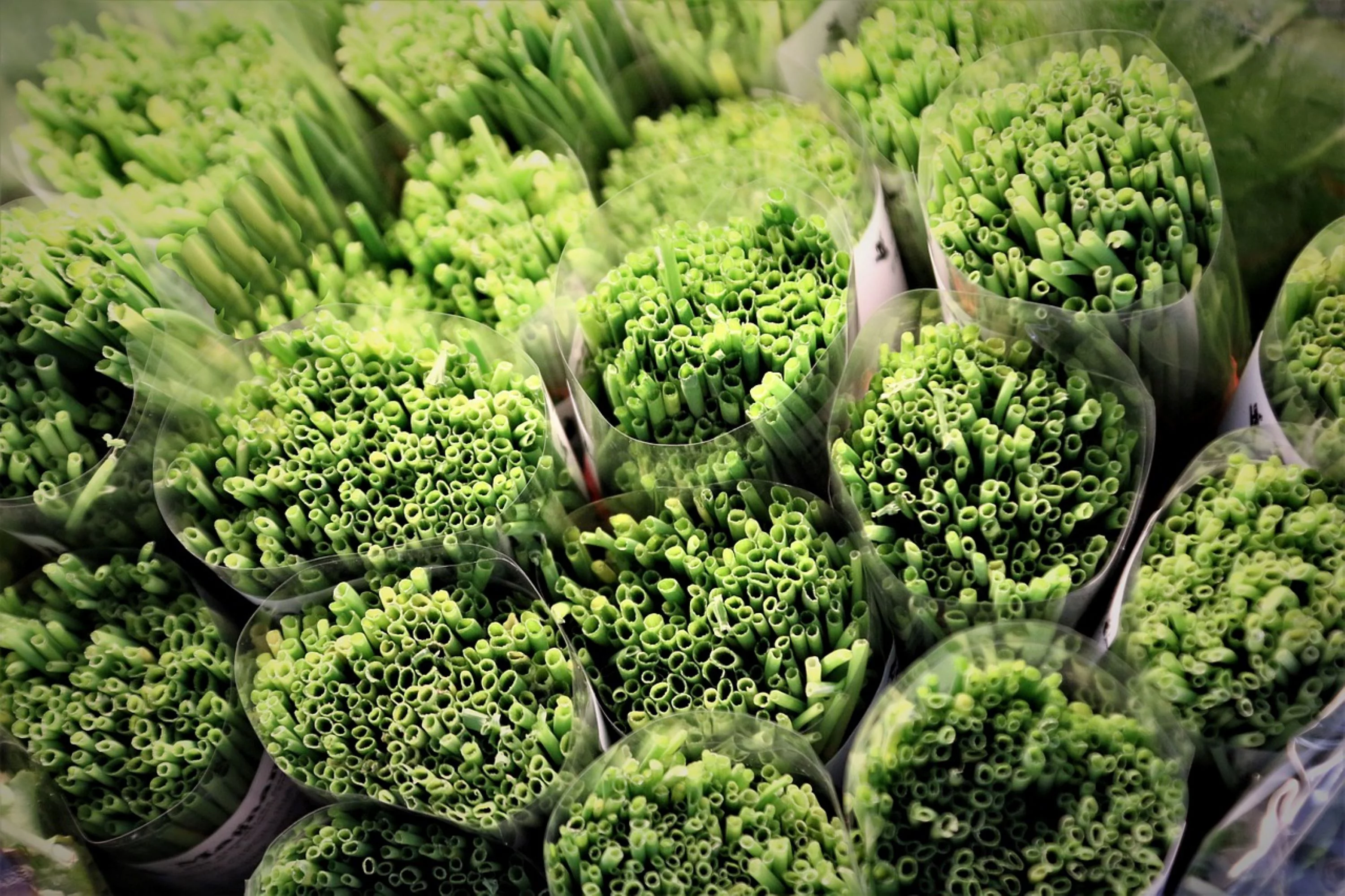 Garlic Chives Seeds/ Perennial/ Full Sun/Partial Shade/ 25K Seeds 1/4lb/ Zellajake Farm and Garden - B2