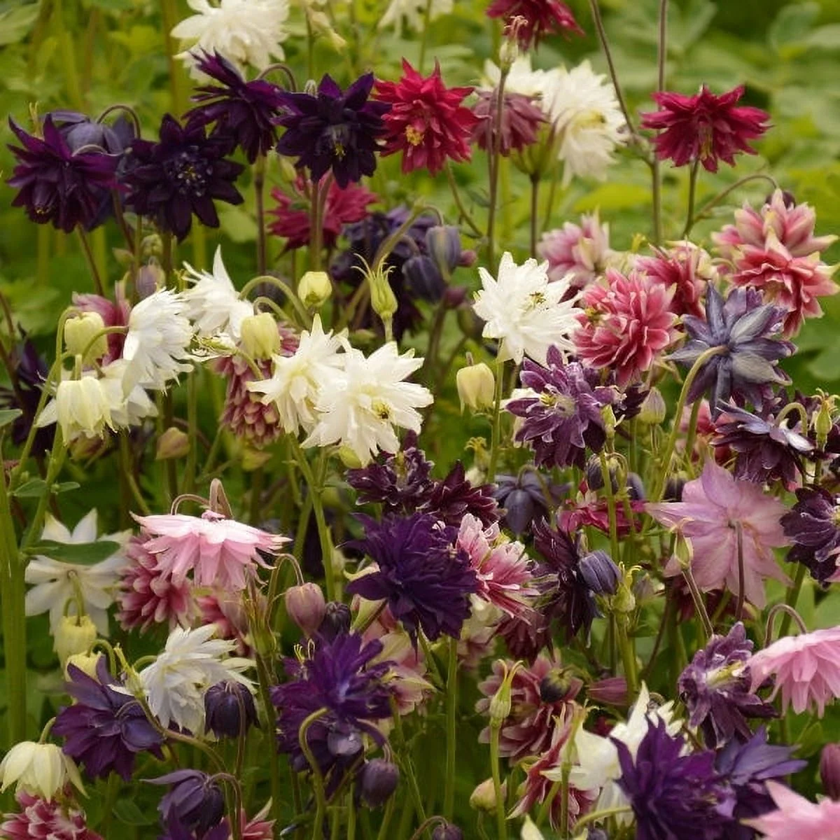 Columbine Seeds - Barlow Mix - 1/4 Pound - Blue/Purple/Pink Flower Seeds,  Heirloom Seed  Attracts Bees, Attracts Butterflies, Attracts Hummingbirds, Attracts Pollinators, Extended Bloom Time