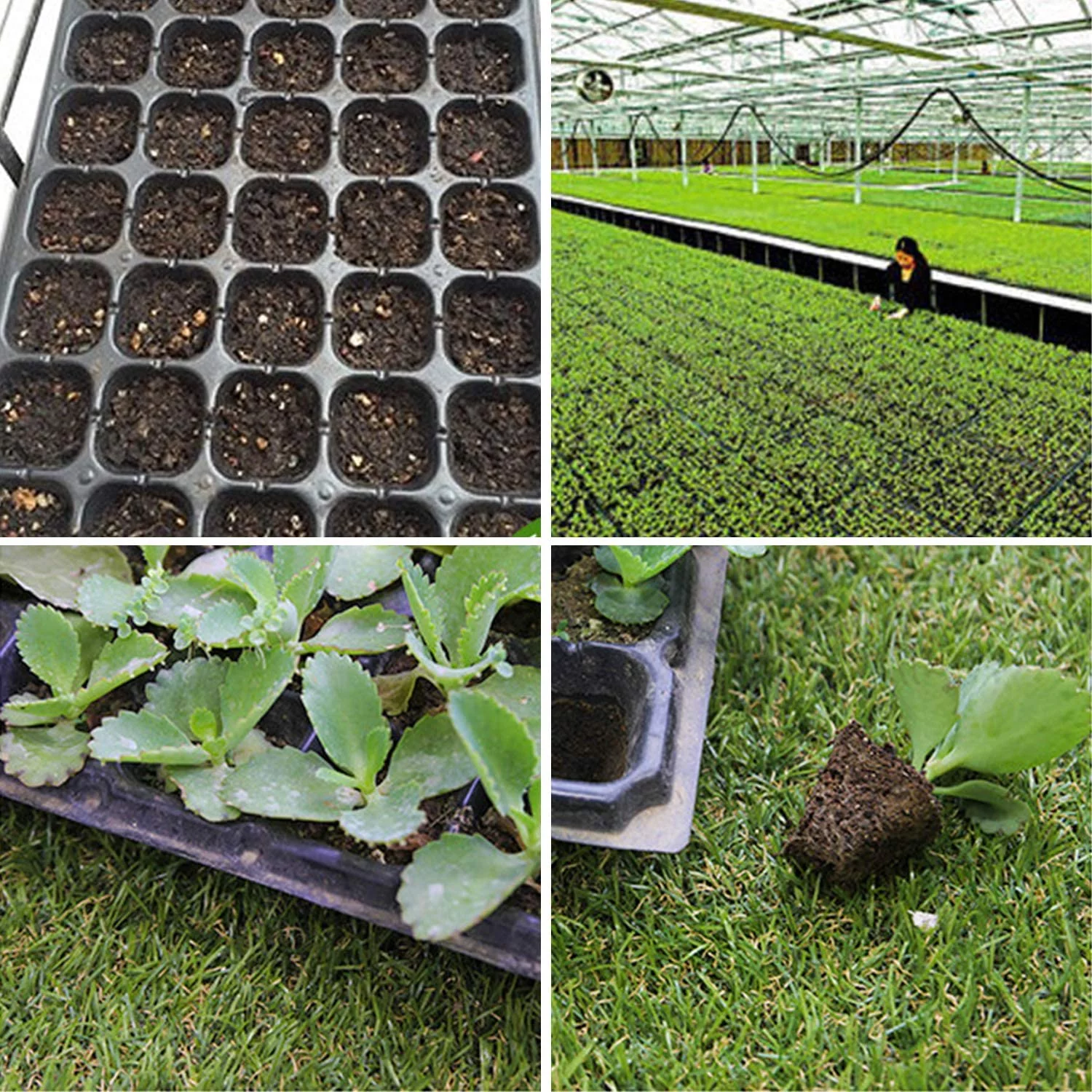 10-Pack Seed Starter Kit，72 Cell Seedling Trays Gardening Germination Plastic Plant Growing Trays Nursery Pots Mini Propagator Plant Grow Kit Plug Tray Starting Trays for Seedling Germination