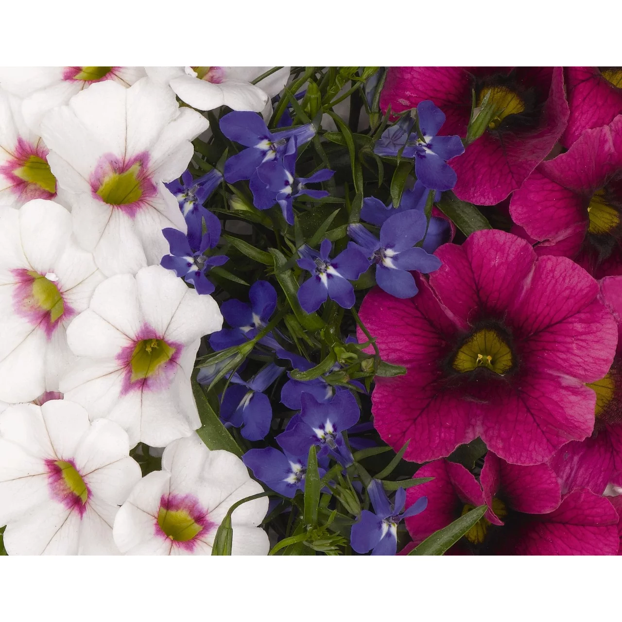 Better Homes & Gardens - 2.5 Gallon Multicolor Calibrachoa 'Water Wheel' Annual Combo - Live Plants