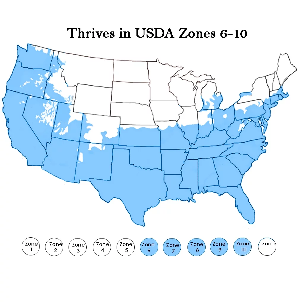 Blueberry Biloxi Live Shrub (1 Gallon)