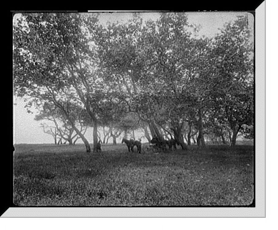 Historic Framed Print, [Sycamore Grove, Glen El Capitan, Calif.], 17-7/8