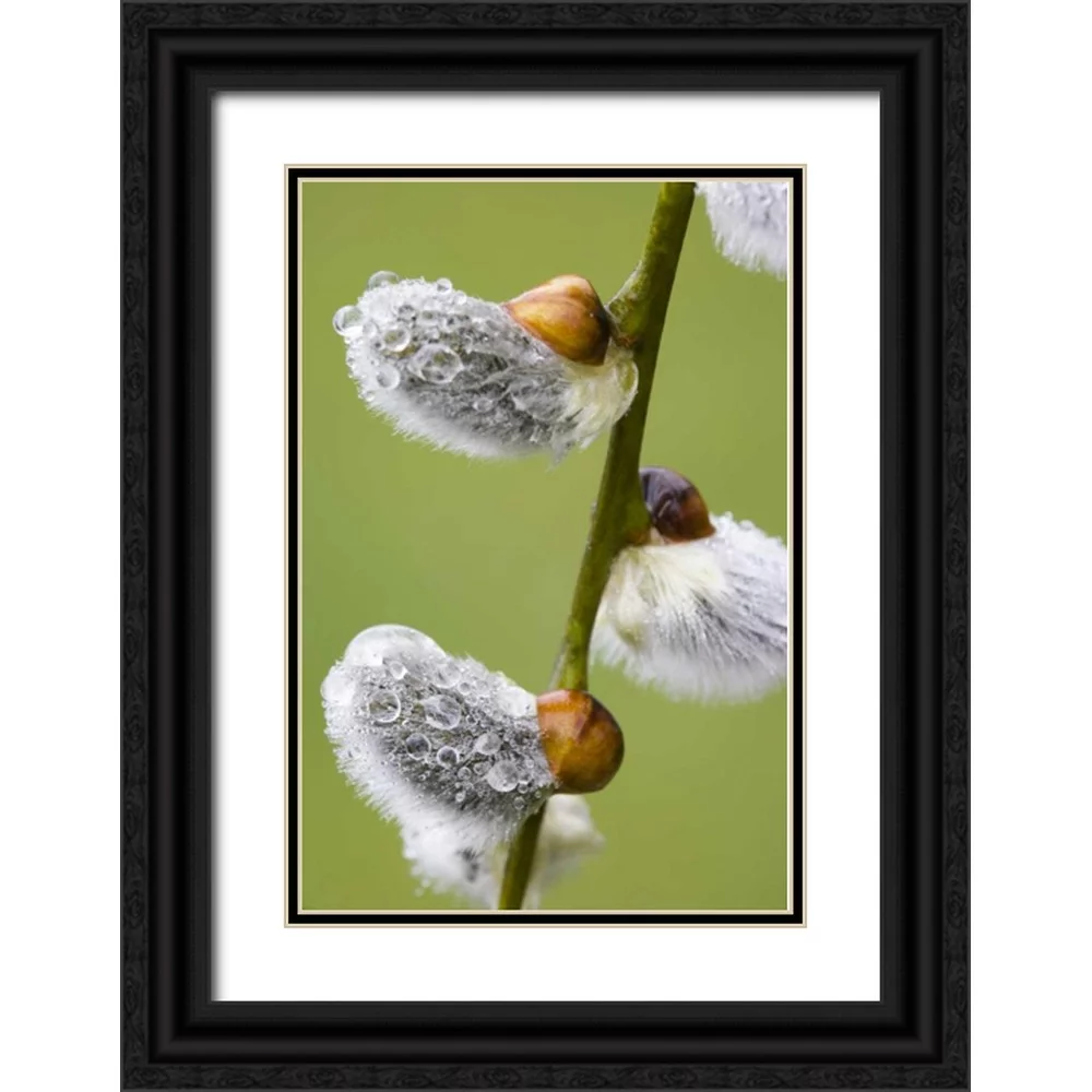 Paulson, Don 23x32 Black Ornate Wood Framed with Double Matting Museum Art Print Titled - Close-up of rain drops on pussy willows